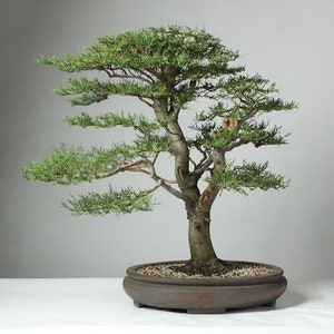 40 Monterey cypress seeds (w/ 10-year bonsai growing guide) / Cupressus macrocarpa bonsai seed kit
