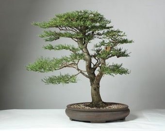 40 Monterey cypress seeds (w/ 10-year bonsai growing guide) / Cupressus macrocarpa bonsai seed kit