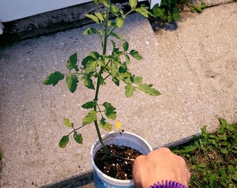Live 3rd Generation Organic Cherry Tomato Plants (Small Potted - 4"-12") - Qty Varies - Ohio Grown
