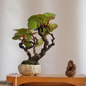 20 Sea Grape seeds (w/ 10-year bonsai growing guide) / Coccoloba uvifera bonsai seed kit