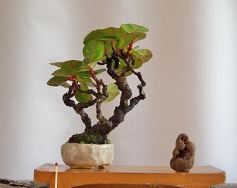 20 Sea Grape seeds (w/ 10-year bonsai growing guide) / Coccoloba uvifera bonsai seed kit