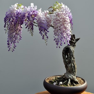 15 American Wisteria seeds (w/ 10-year bonsai growing guide) / Wisteria frutescens bonsai seed kit - pre-stratified, READY TO PLANT