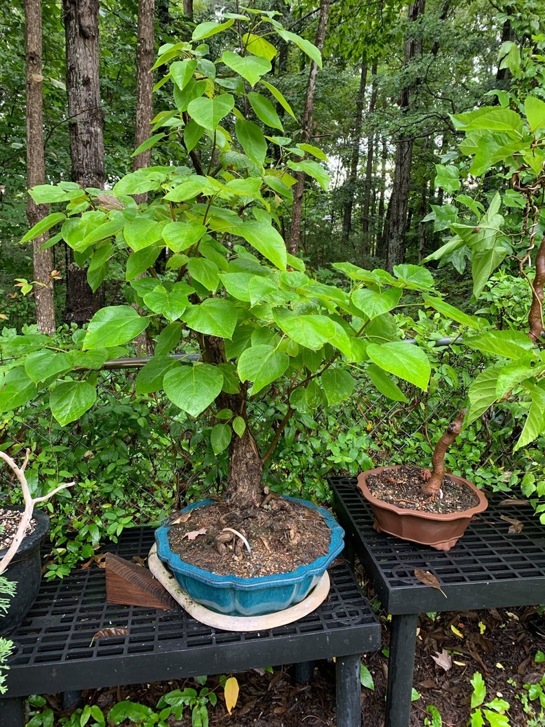 40 Northern Catalpa seeds w/ 10-year bonsai growing guide / Catalpa speciosa bonsai seed kit pre-stratified, READY TO PLANT image 1