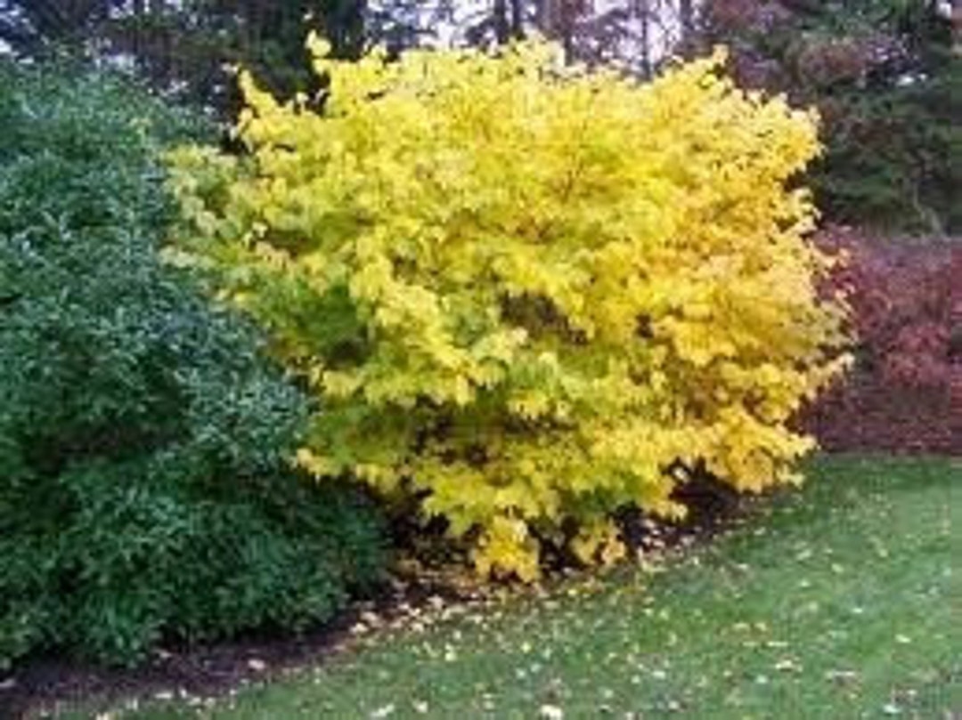 25 Northern Spicebush Seeds w/ 10year Bonsai Growing Guide / Lindera