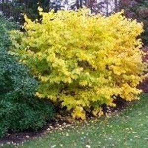 25 Northern Spicebush seeds (w/ 10-year bonsai growing guide) / Lindera benzoin bonsai seed kit