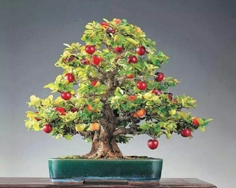 40 Cherry seeds (w/ 10-year bonsai growing guide) / Prunus avium "Bing" bonsai seed kit