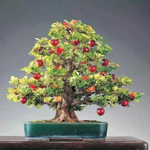 40 Cherry seeds (w/ 10-year bonsai growing guide) / Prunus avium "Bing" bonsai seed kit