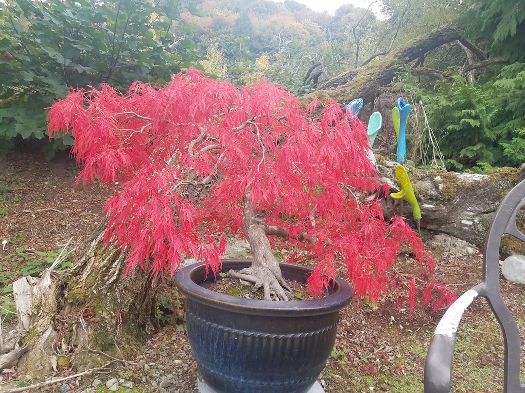 30 Laceleaf Japanese Maple Seeds w/ 10year Bonsai Growing Guide / Acer