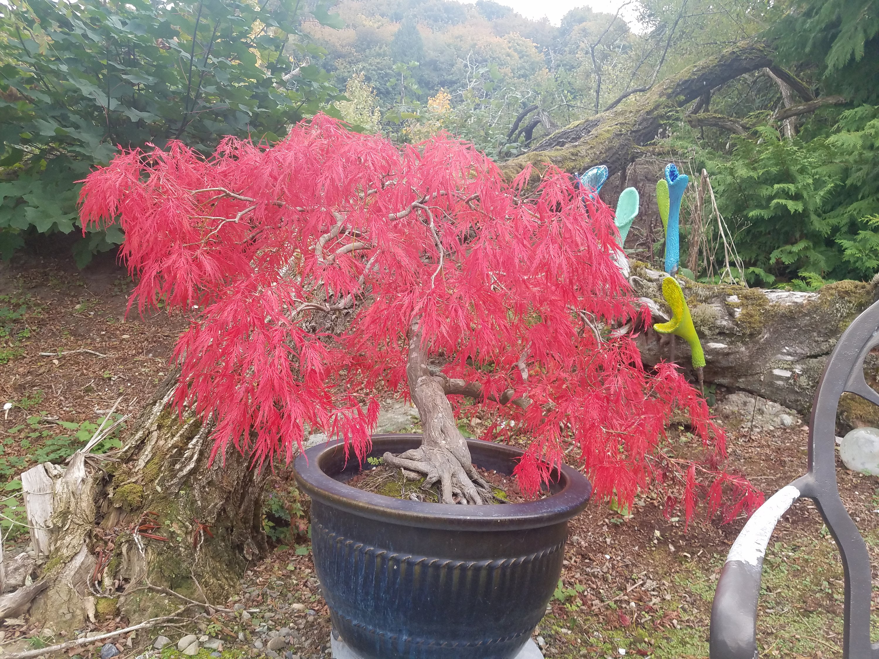 30 Laceleaf Japanese Maple Seeds (w/ 10-year Bonsai Growing