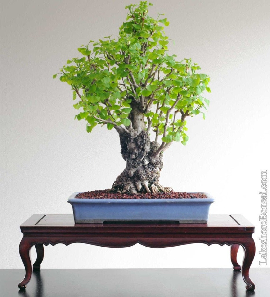 12 Ginkgo Seeds w/ 10year Bonsai Growing Guide / Ginkgo Etsy