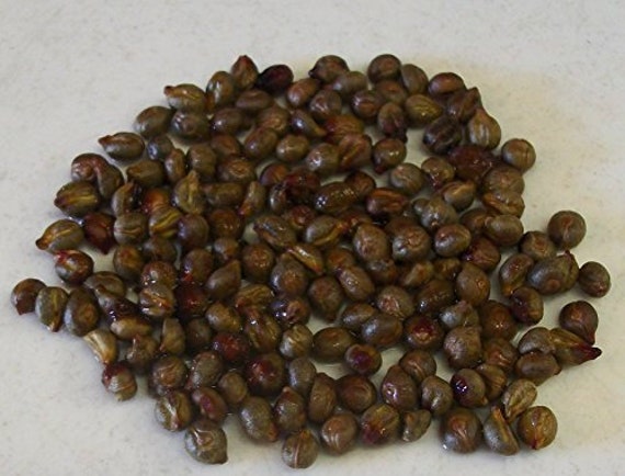 25 Greybark Grape Seeds (w/ 10-year Bonsai Growing Guide