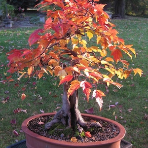 50 Amur Maple seeds (w/ 10-year bonsai growing guide) / Acer ginnala bonsai seed kit