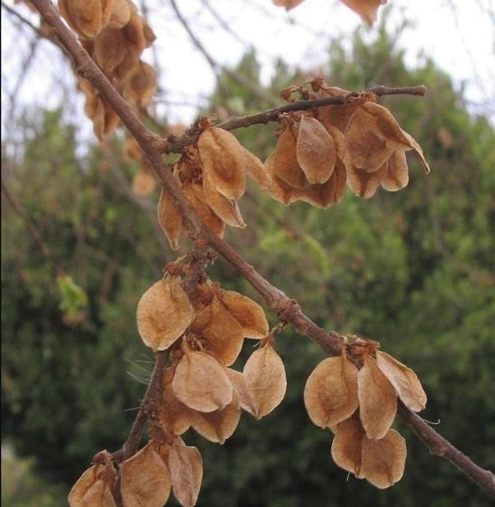 75 Chinese Elm Seeds w/ 10year Bonsai Growing Guide / Ulmus Parvifolia