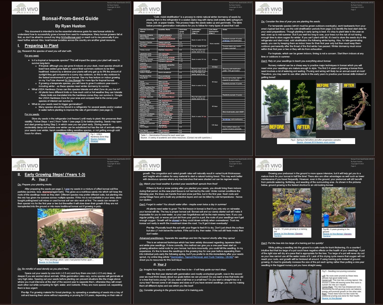 20 Engelman Spruce Seeds (w/ 10-year Bonsai Growing Guide) / Picea  Engelmanii Bonsai Seed Kit - Etsy