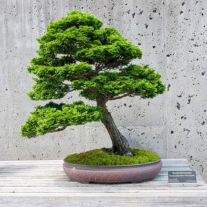 40 Hinoki Cypress seeds (w/ 10-year bonsai growing guide) / Chamaecyparis obtusa bonsai seed kit