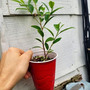 May include: A small green plant with thin brown stems and pointed leaves growing in a bright red plastic cup. The plant is potted in soil with small pebbles visible on the surface, and the cup features a textured grip pattern along the sides.