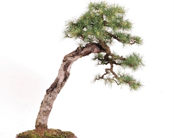 40 European Larch seeds (w/ 10-year bonsai growing guide) / Larix decidua bonsai seed kit