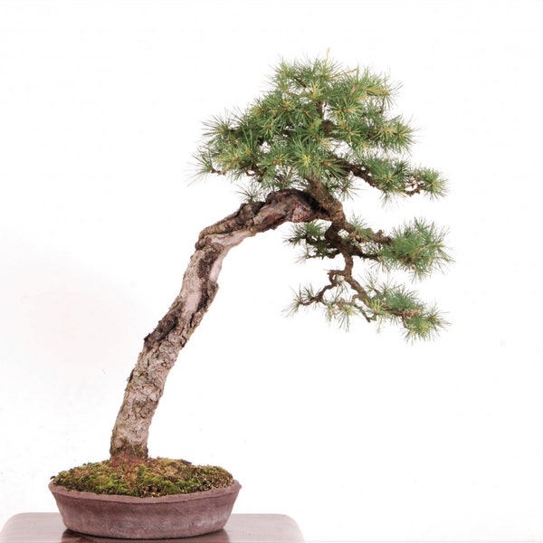 40 European Larch seeds (w/ 10-year bonsai growing guide) / Larix decidua bonsai seed kit