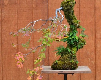 20 Vine Maple seeds (w/ 10-year bonsai growing guide) / Acer circinatum bonsai seed kit