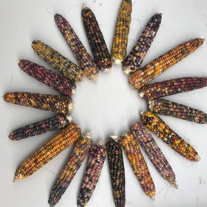 Könnte beinhalten: Eine Sammlung von bunten, mehrfarbigen Mais-Kolben, die in einem Kreis angeordnet sind. Die Kolben sind eine Mischung aus Rot, Gelb, Schwarz und Weiß.