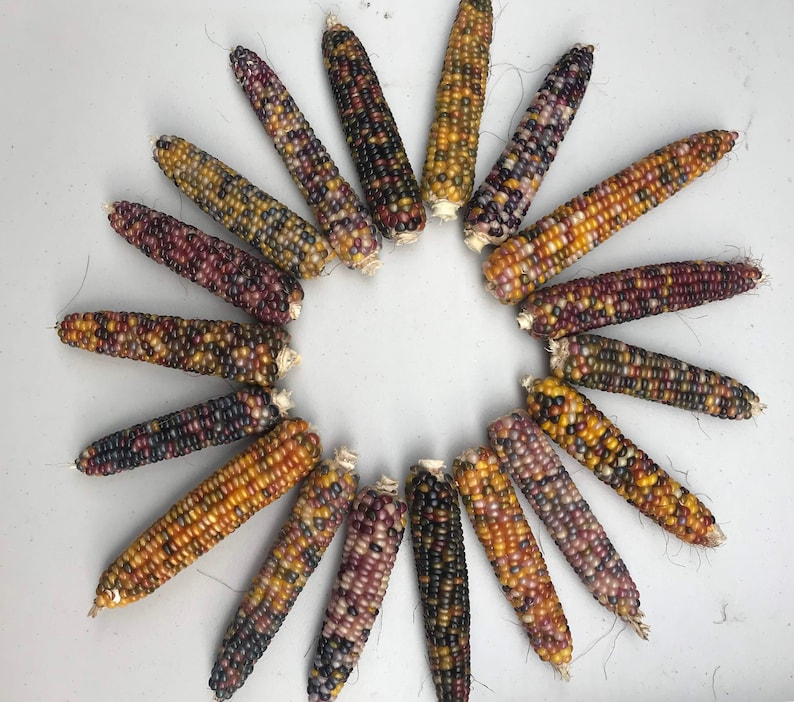 Glass Gem Heirloom Indian Organic Cherokee Nongmo Corn 50 Seeds Etsy