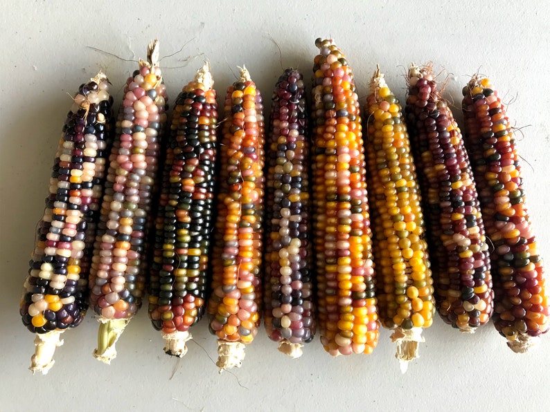 Glass Gem Heirloom Indian Organic Cherokee Nongmo Corn 50 Etsy Canada