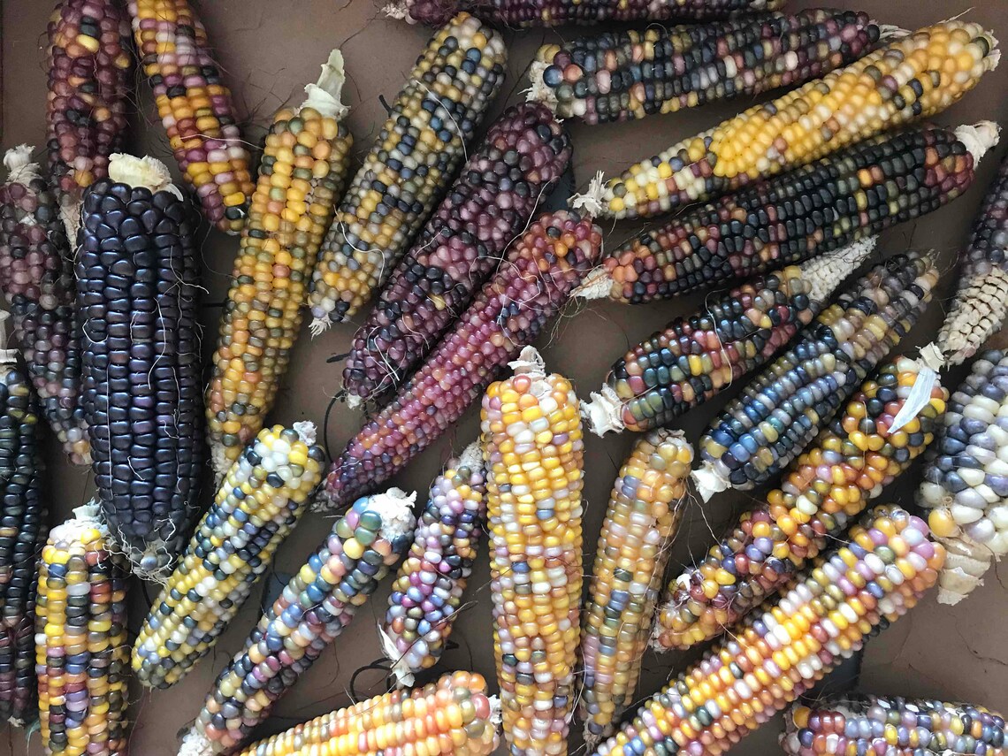 thumbnail image 2 of Glass Gem Indian Corn Seeds – 100 Heirloom Seeds – Rainbow Corn, Non-GMO, Open-Pollinated By Horswill Gardens 2 of 5