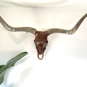 Longhorn steer skull with 4 FEET wide unpolished horns Texas Western Penny authentic Western Art Decor
