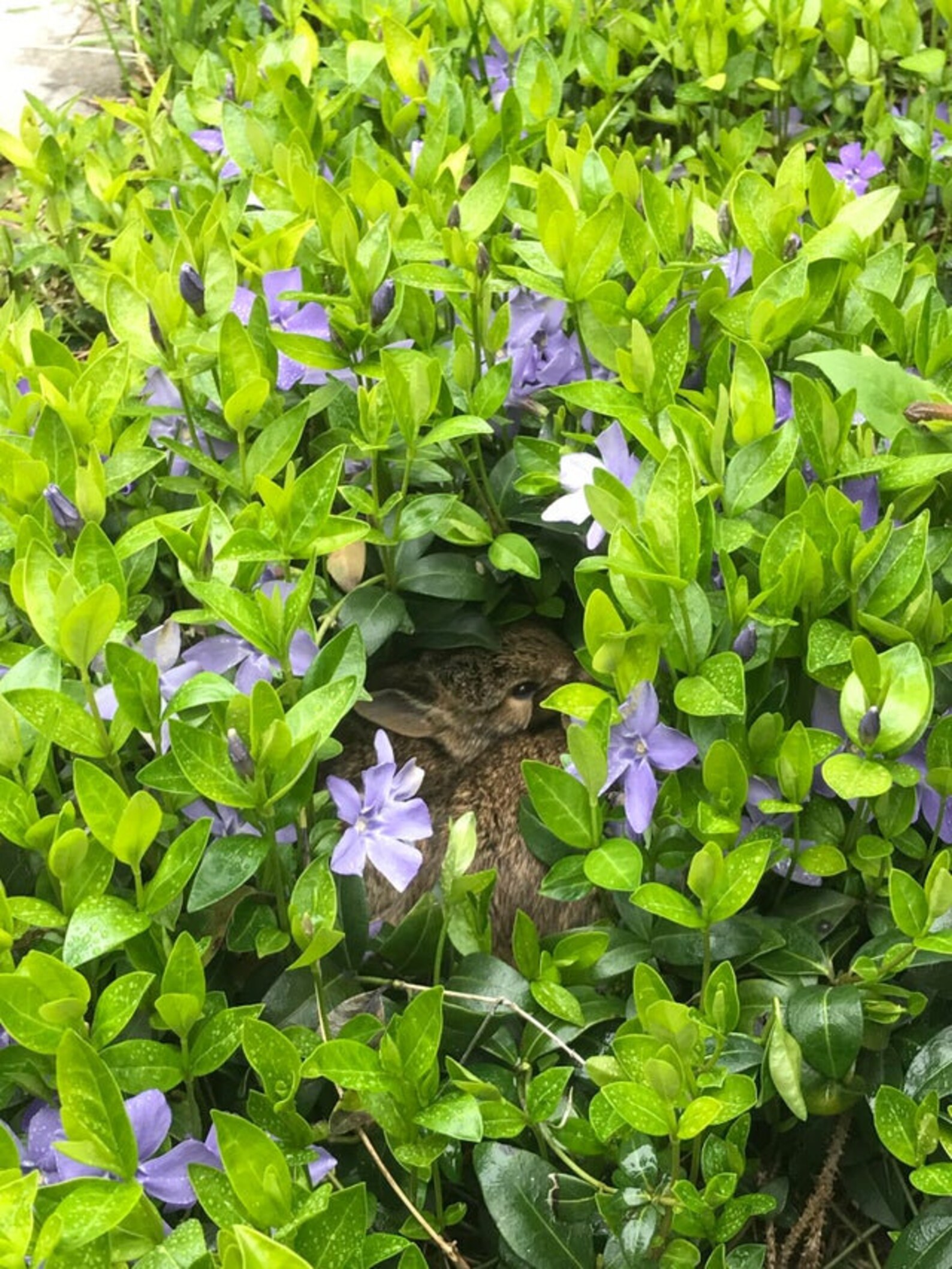 Periwinkle Evergreen Vinca Minor Ground Cover Live Plant 100 Etsy