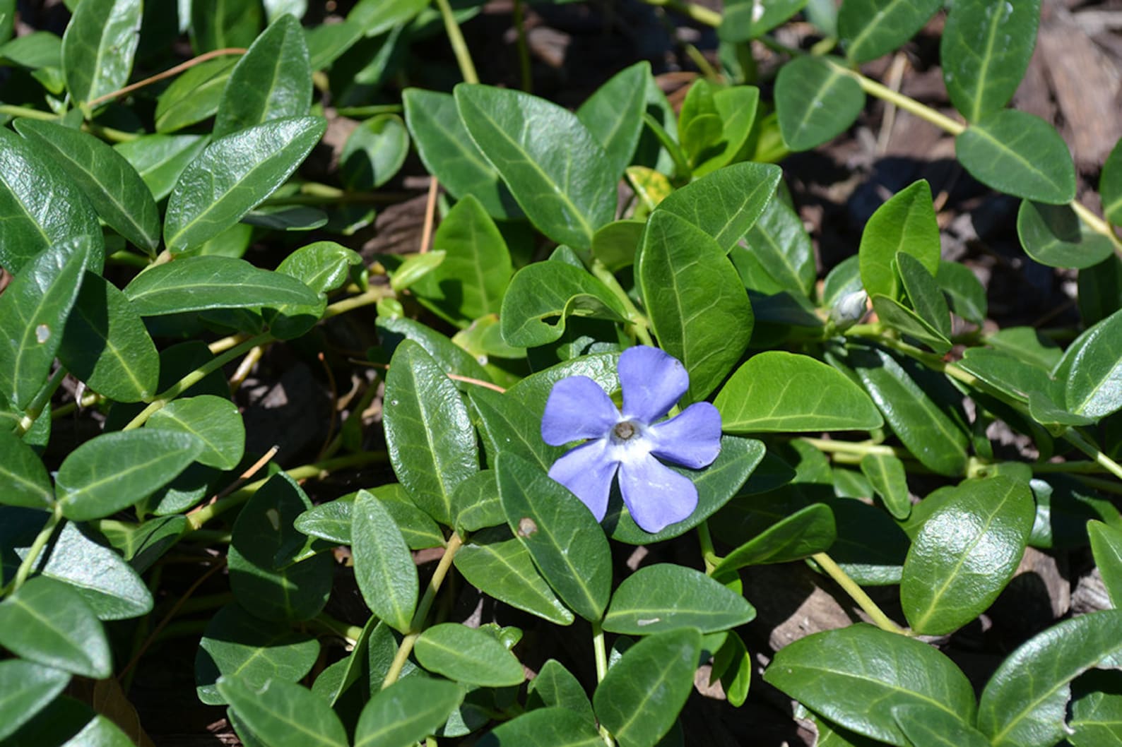 Periwinkle Evergreen Vinca Minor Ground Cover Live Plant 100 Etsy