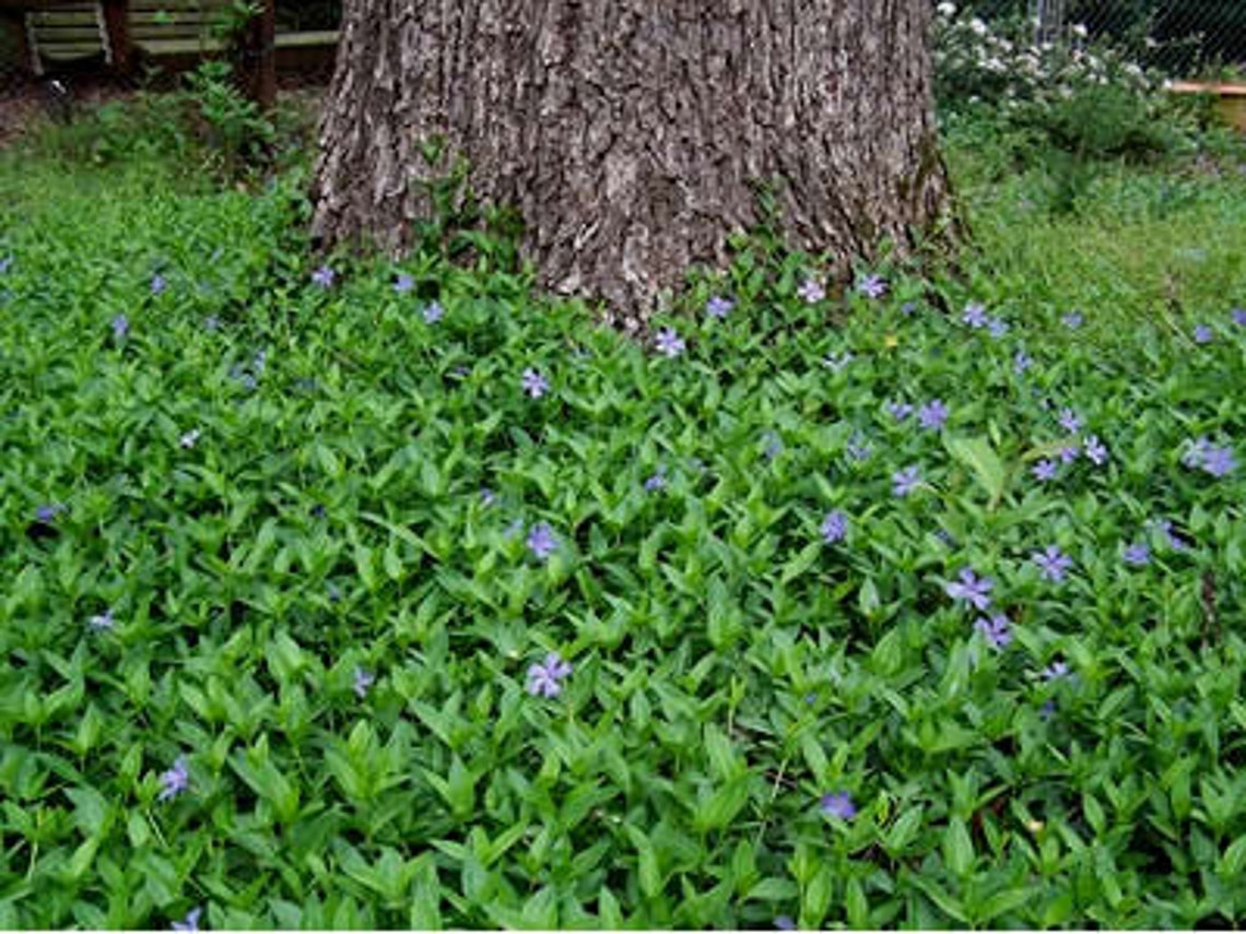 Periwinkle Evergreen Vinca Minor Ground Cover Live Plant 100 Etsy