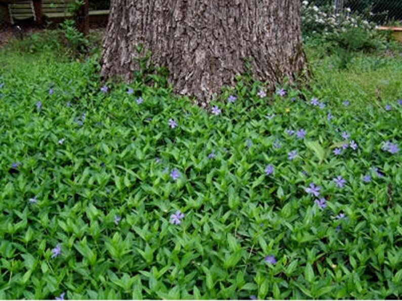 Periwinkle Evergreen Vinca Minor Ground Cover Live Plant 100 Etsy