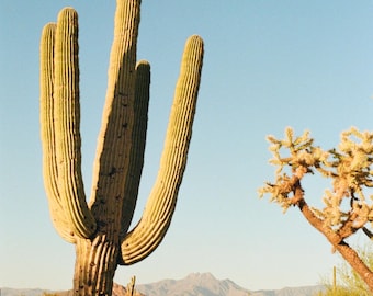 Saguaro Trail - Impresión fotográfica de pared de cactus en película de 35 mm de Arizona