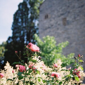 May include: A close-up of a pink rose bush with several pink roses in bloom. The bush is growing in front of a stone wall and a tall green tree.