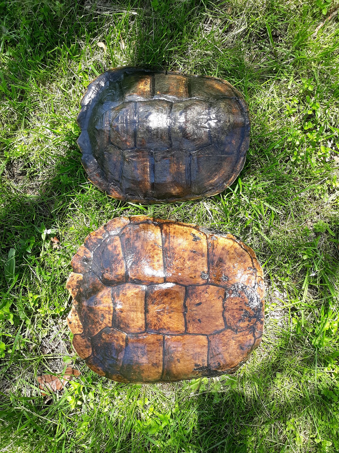 2 Snapping Turtle Shells 12, 10.25 Inches - Etsy