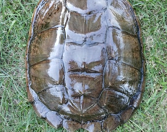 Snapping Turtle Shell - 13.5 Inches