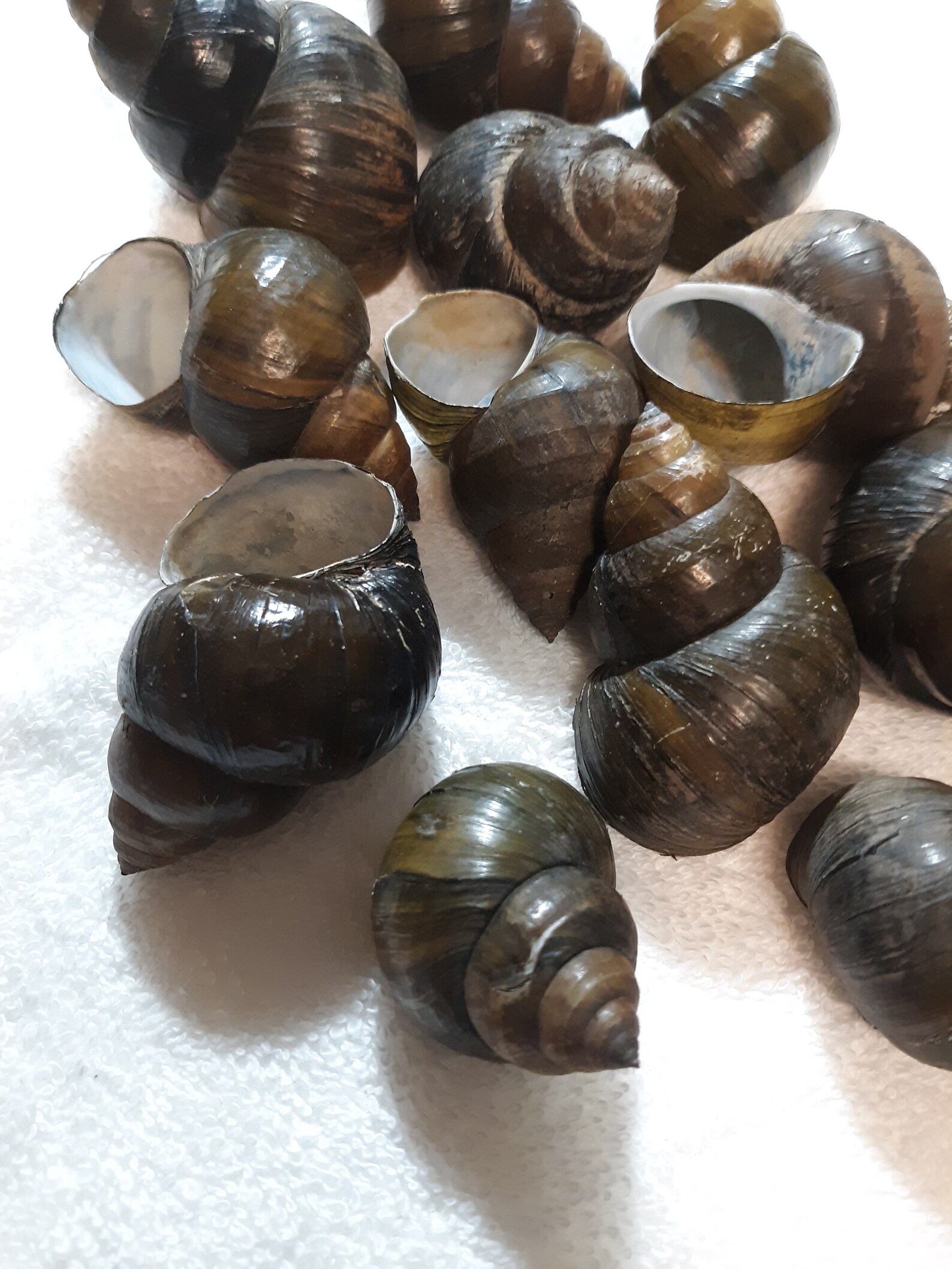 12 Chinese Mystery Snail Shells Etsy