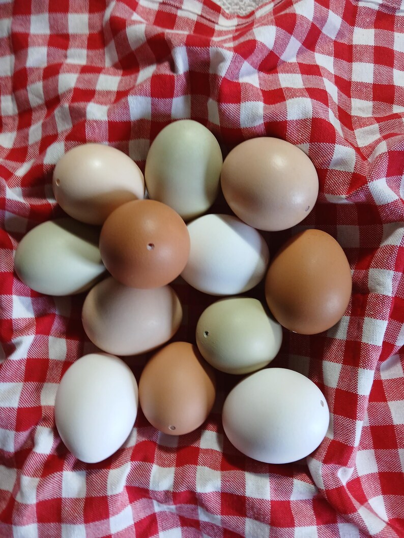 1 Dozen Blown Chicken Egg Shells - Etsy UK