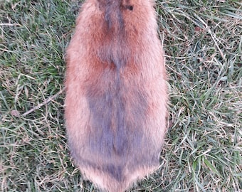 Muskrat Pelt - 14 Inches