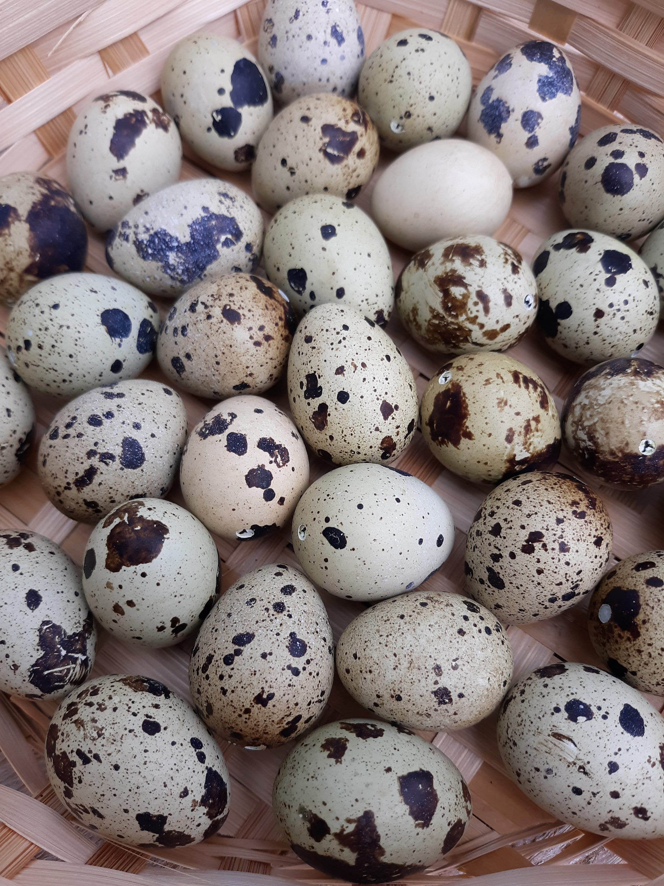 2 Dozen Blown Quail Egg Shells