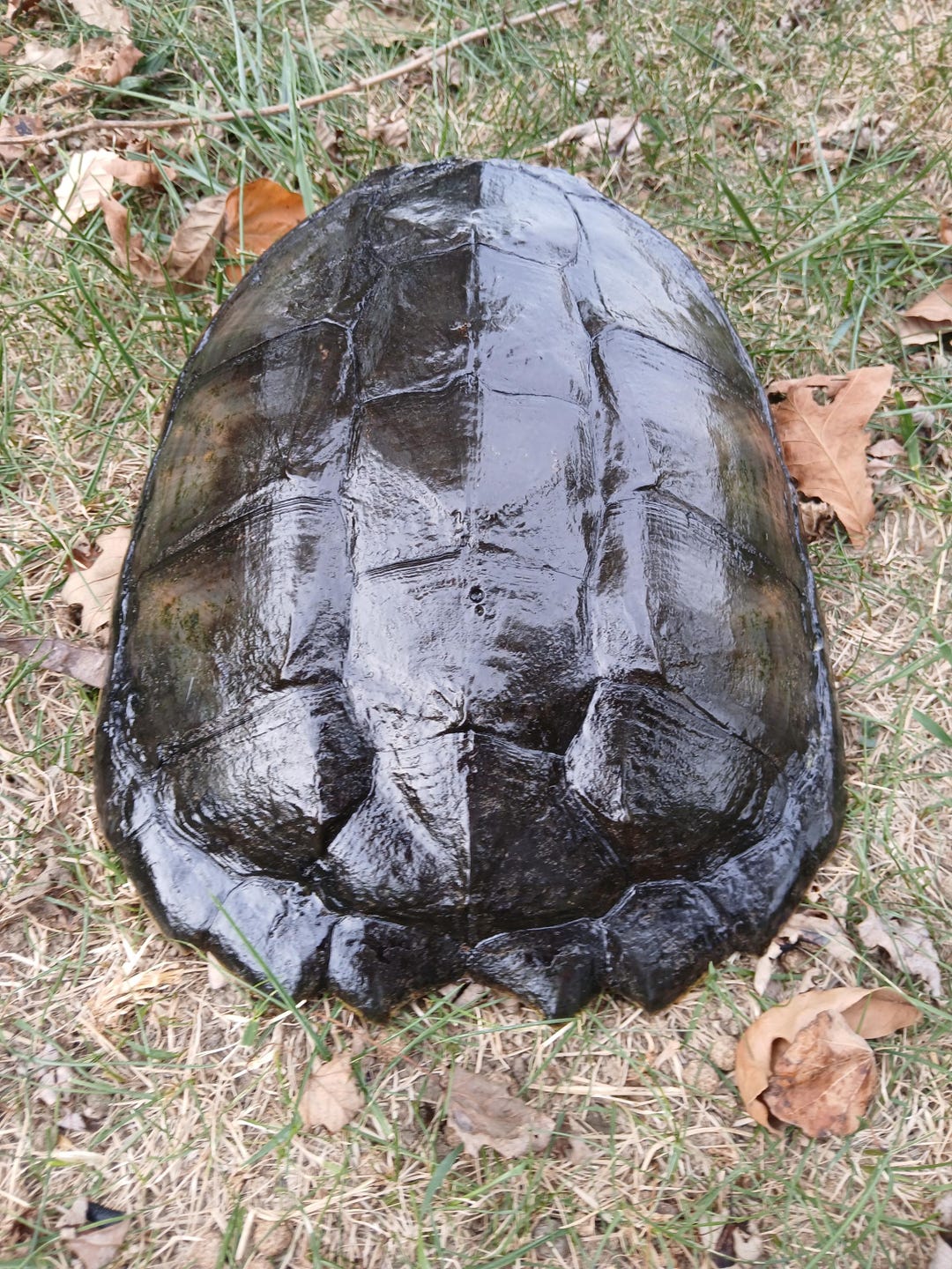 Shell Snapwr Snapping Turtle Shell - 11.5 Inches - Etsy