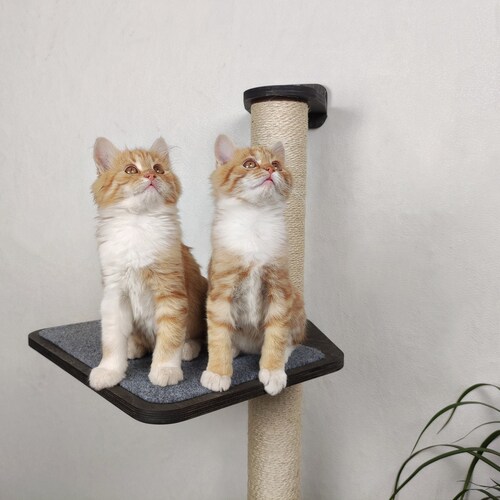 Cat Scratching Post Cat Wall Furniture Cat Trees Modern Cat Etsy