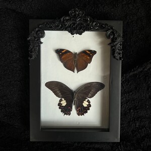 Framed Butterfly Entomology