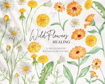 Watercolor wild flowers clipart Summer spring floral blossom fields Healing wildflowers Healing herbals set Calendula daisy dandelion flower