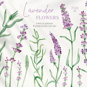 Aquarell Lavendel Blumen Clipart Provence rustikale Hochzeit Satz von Illustrationen Clipart Blumen dekor für Einladungen