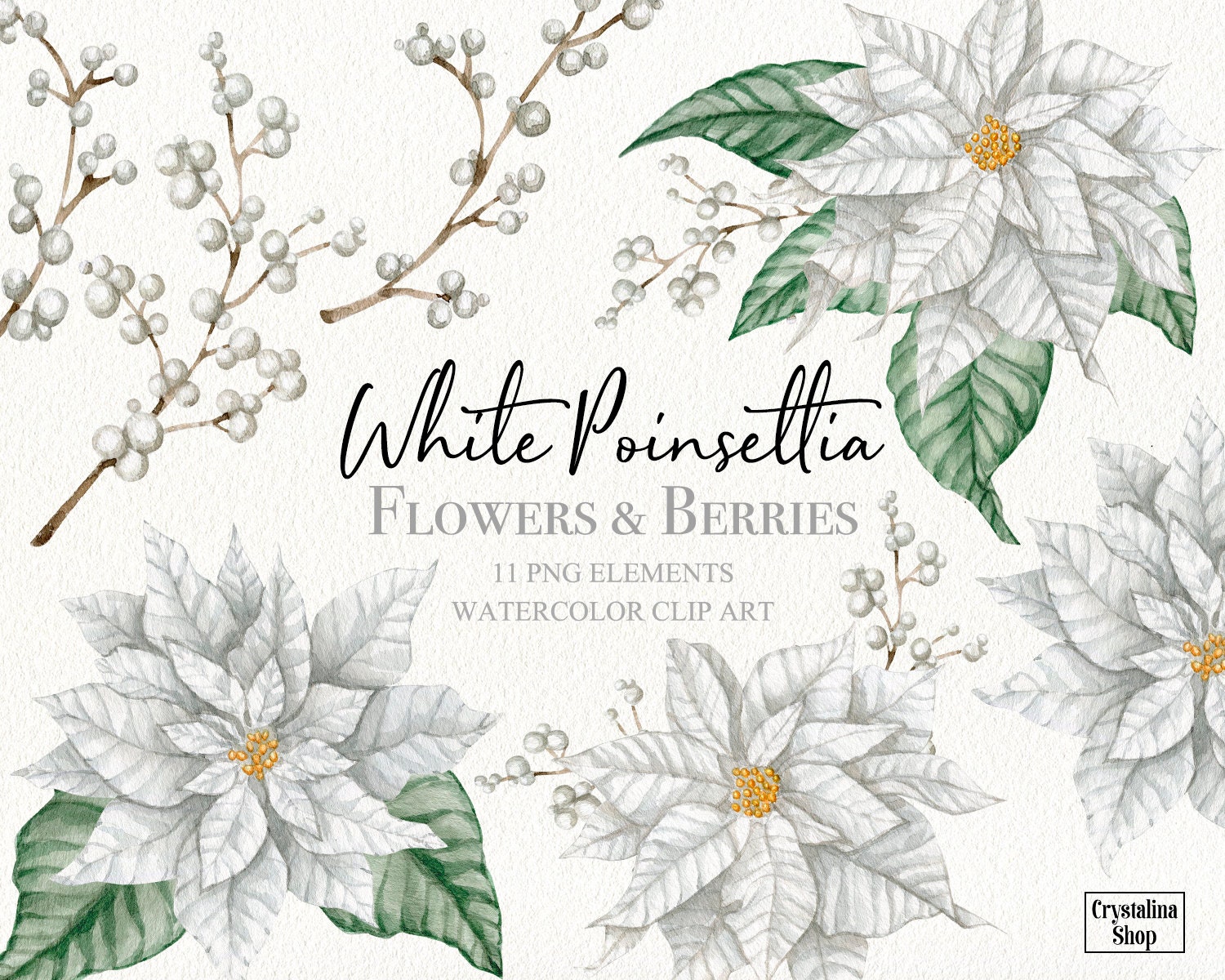 Poinsettia Flowers And Christmas Floral Elements In Watercolor