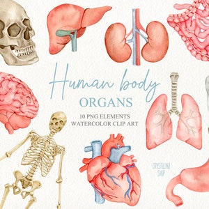 Aquarell Menschliche Körper Organe Clipart Aquarell Menschliche Anatomie Körperteile Aquarell Skelett & Schädel Lehrer zubehör für medizinische Ausbildung