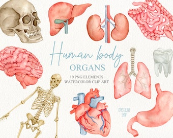 May include: Watercolor illustration of human organs, including the brain, heart, lungs, stomach, intestines, kidneys, liver, skull, skeleton, and a tooth. The illustration is labeled "Human Body Organs" and "10 PNG Elements Watercolor Clip Art".