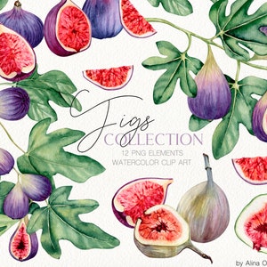 Watercolor figs illustration clipart. Watercolor fruit png illustrations. Botanical illustration DIY Scrapbooking. Wedding fig fruits png