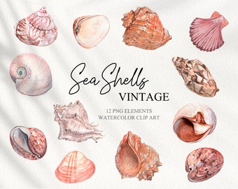 Acuarela conchas de mar clip art colección vintage Dibujado a mano verano náutica océano decorativo ilustración digital clipart PNG